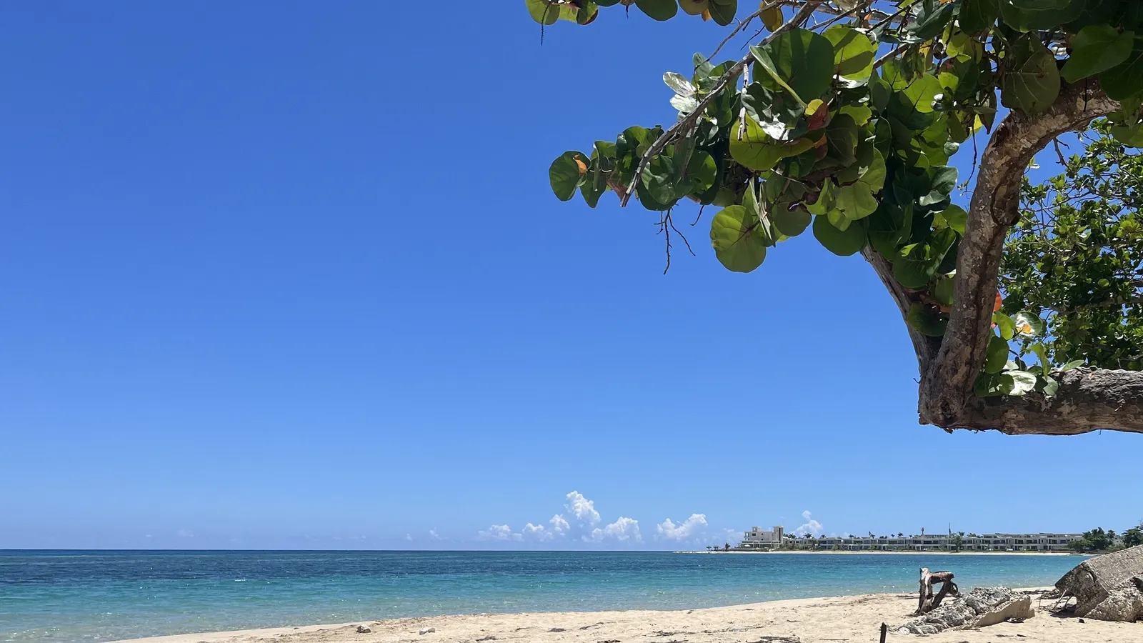 Cardiff Hall Beach framed by the overhanging branches of a sea grape tree, with calm turquoise water, pale sand, and low resort buildings on the distant point under a clear blue sky